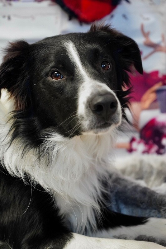 Picture of the Animal Listed