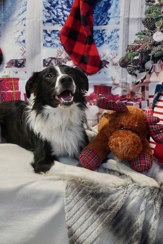 Picture of the Animal Listed