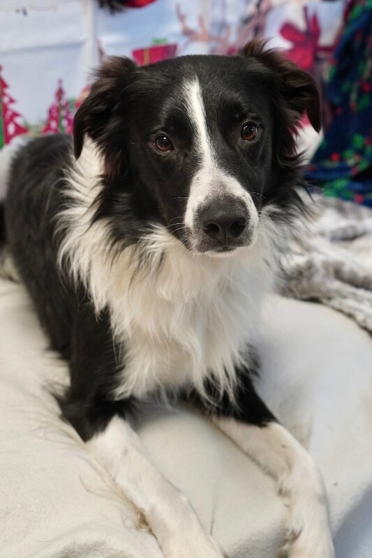 Picture of the Animal Listed