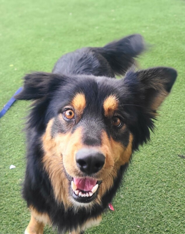 Picture of the Animal Listed