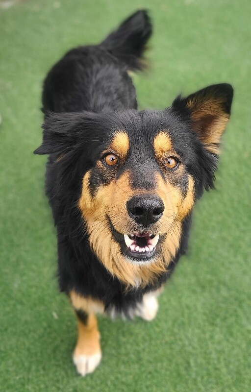 Picture of the Animal Listed