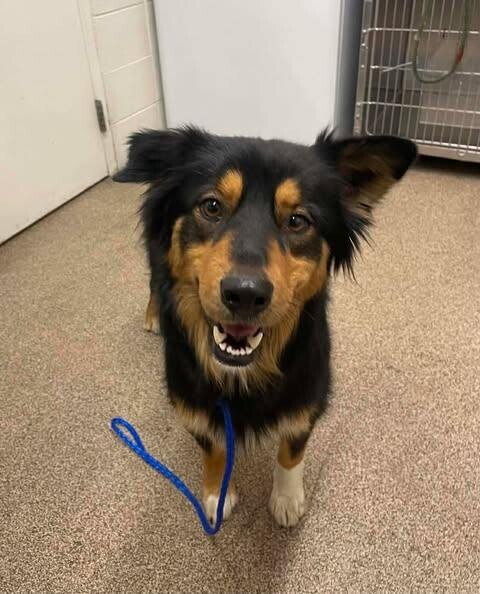 Picture of the Animal Listed