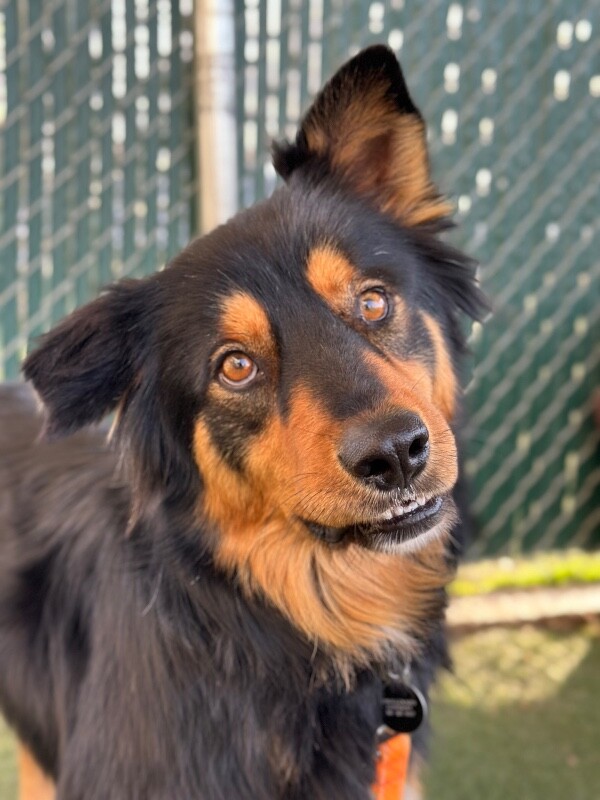 Picture of the Animal Listed