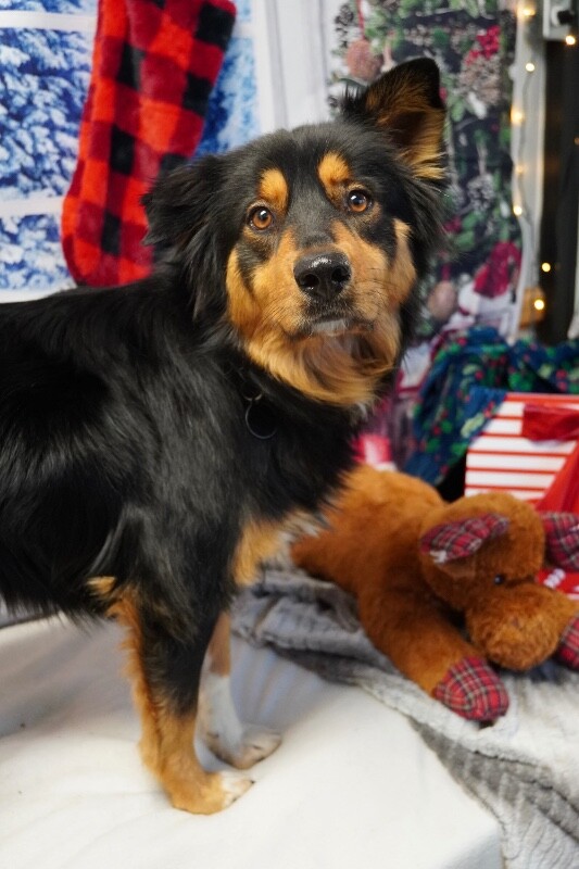 Picture of the Animal Listed