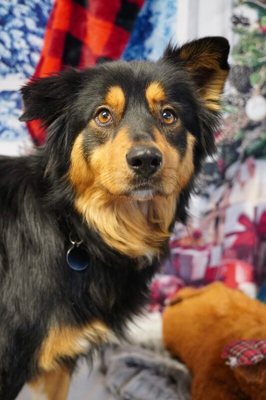 Picture of the Animal Listed