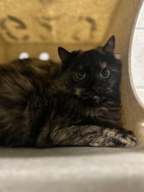 Picture of the Animal Listed