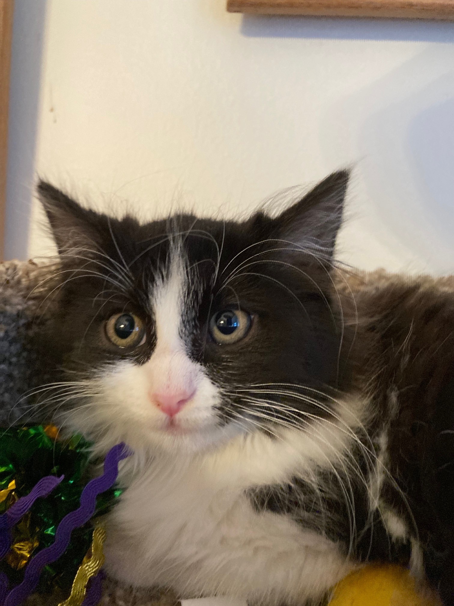 Picture of the Animal Listed