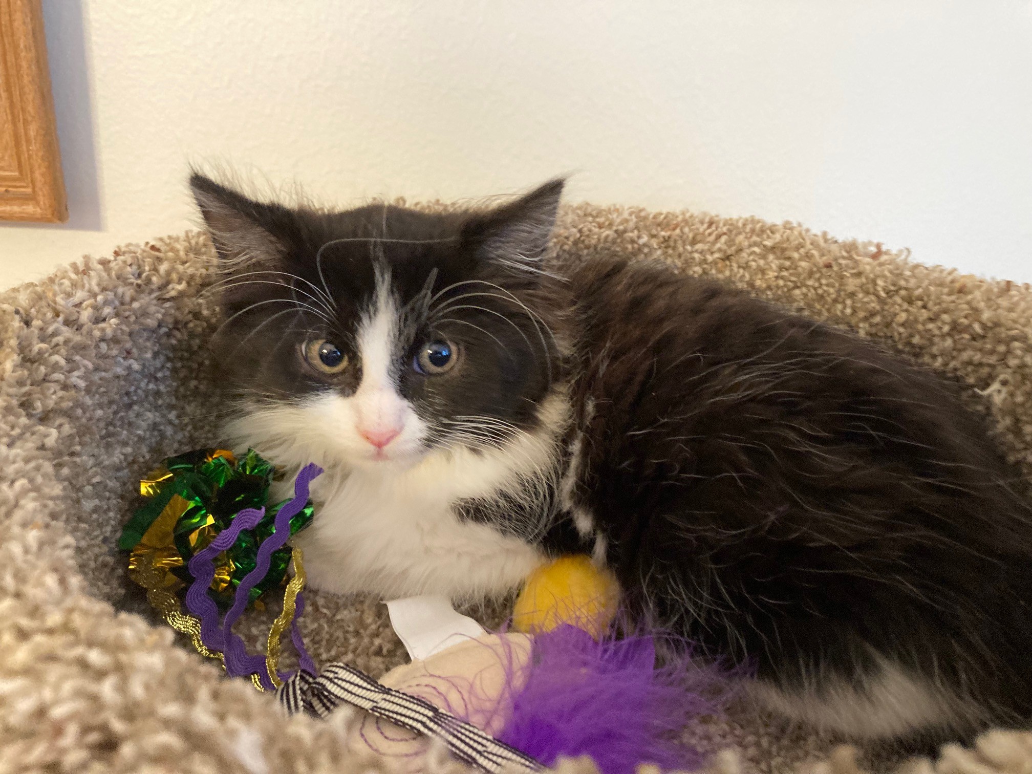 Picture of the Animal Listed