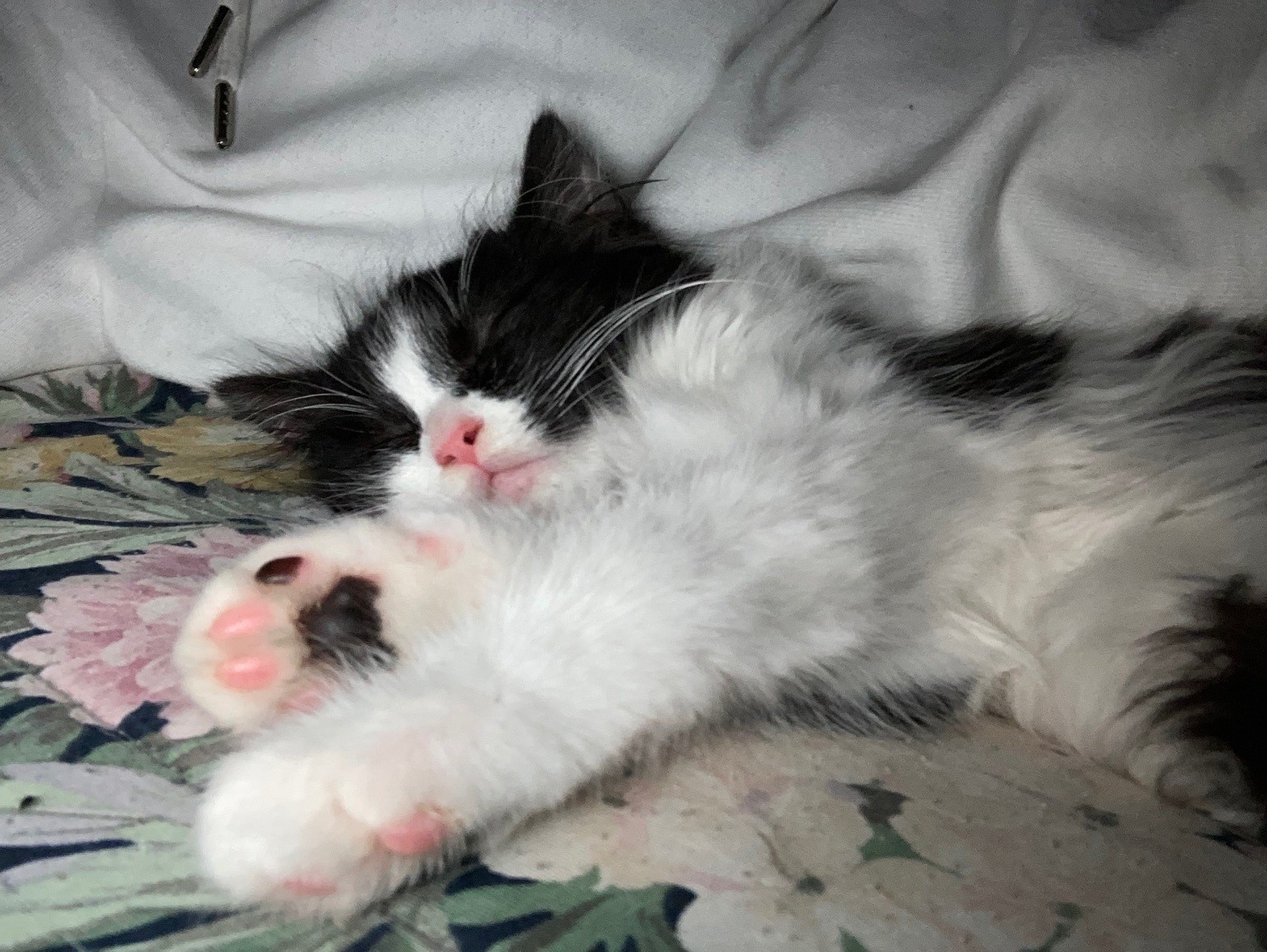 Picture of the Animal Listed