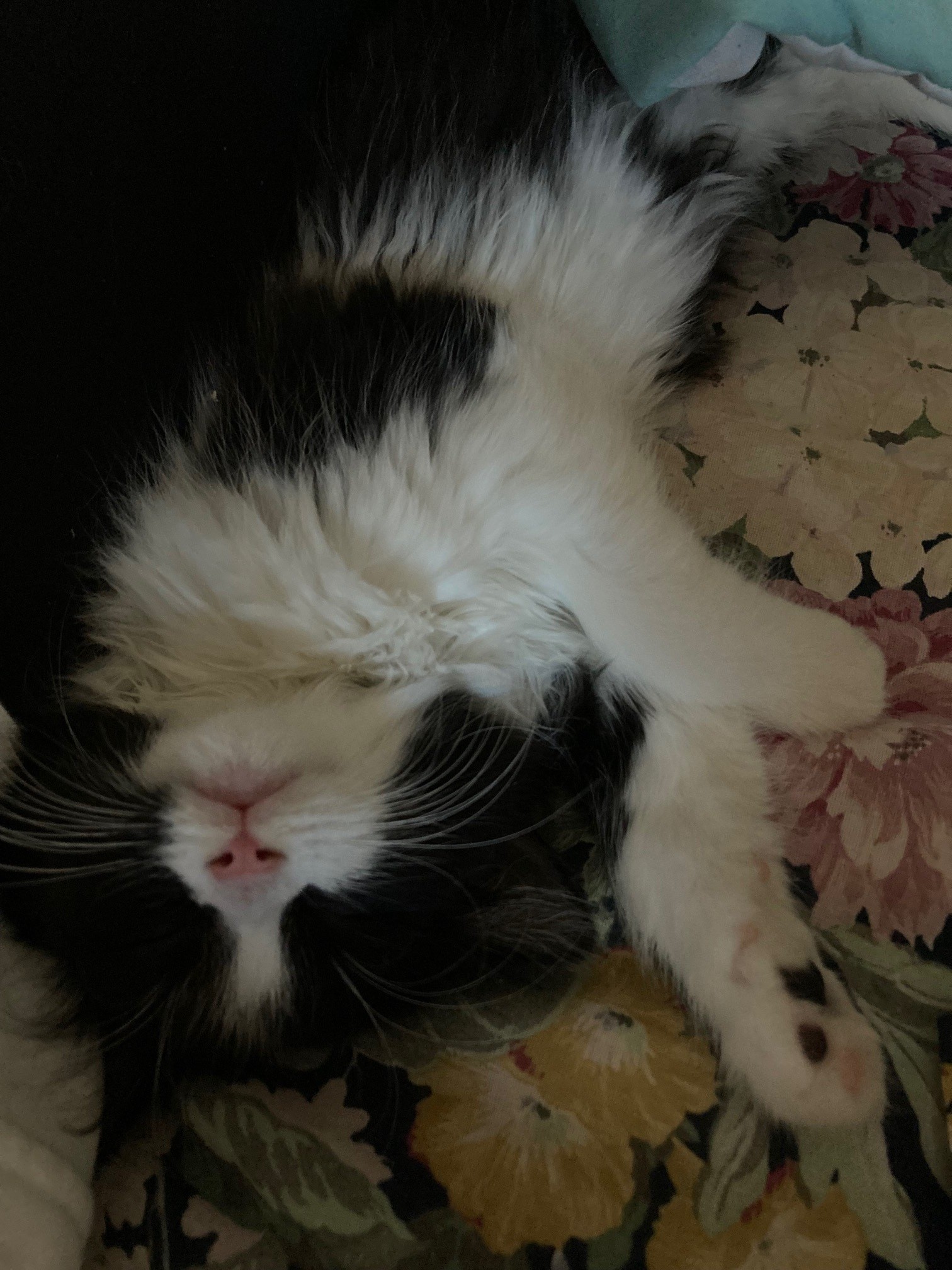 Picture of the Animal Listed