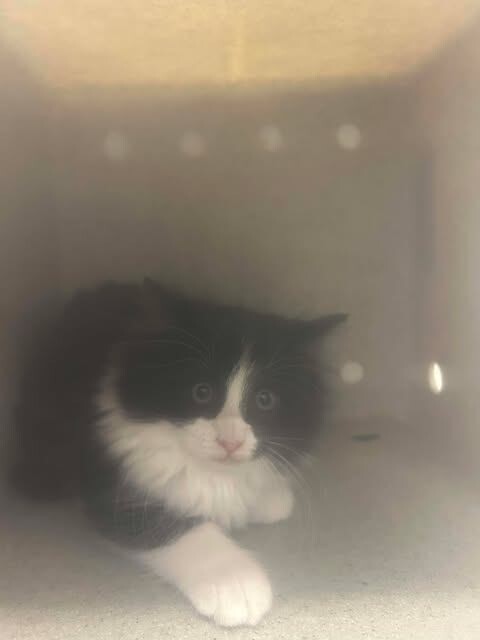 Picture of the Animal Listed