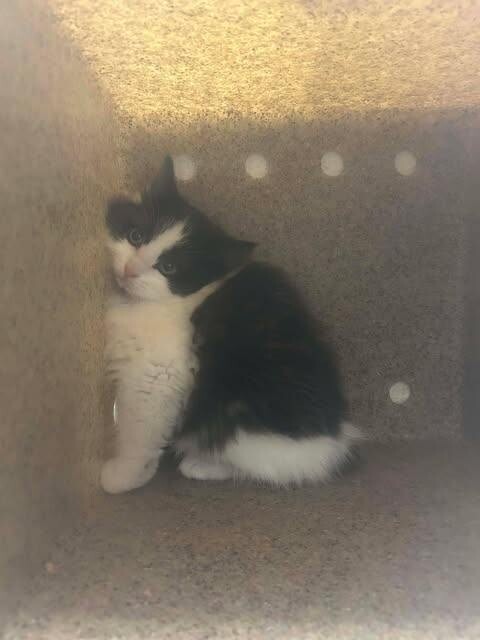 Picture of the Animal Listed