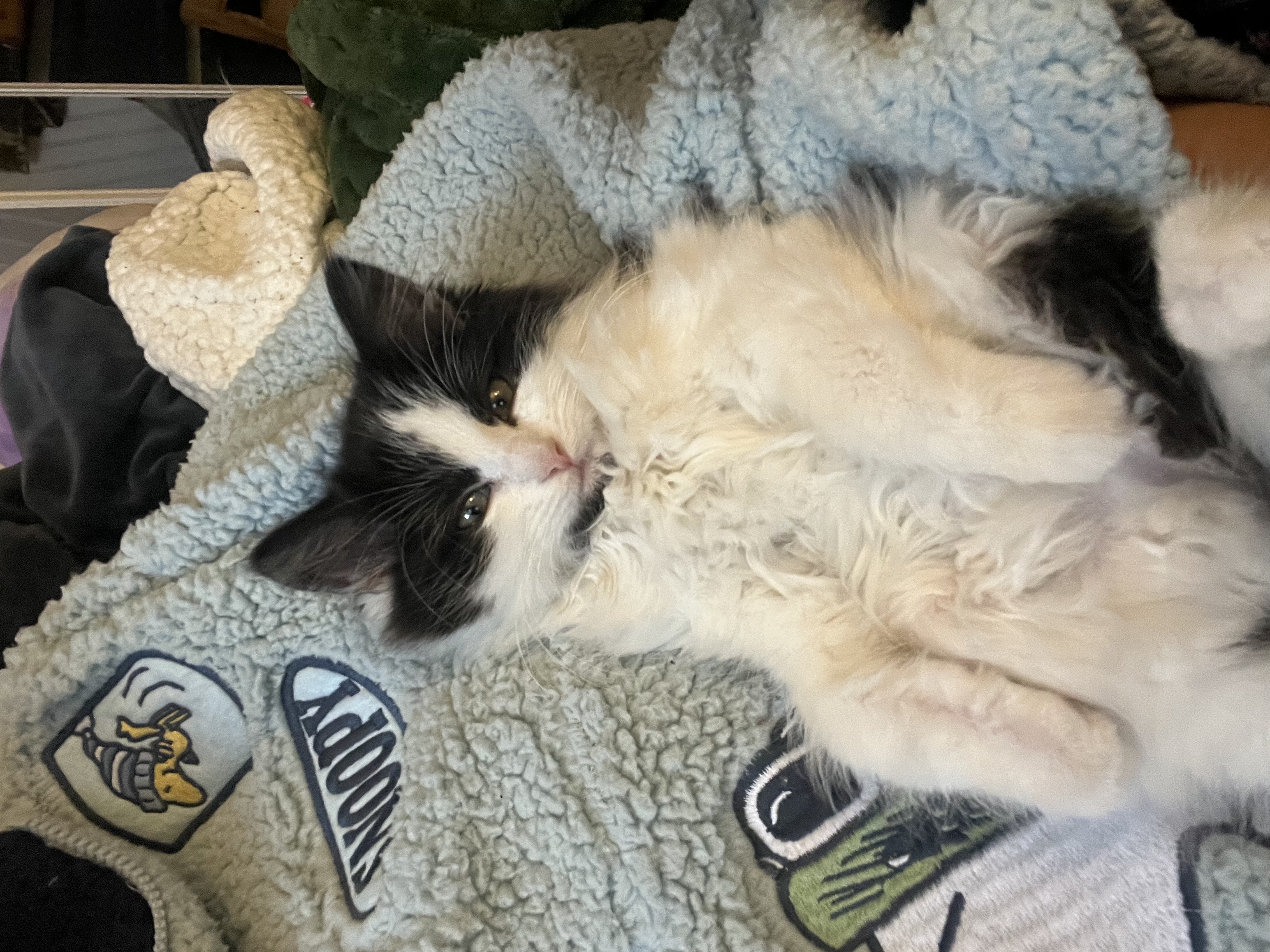 Picture of the Animal Listed