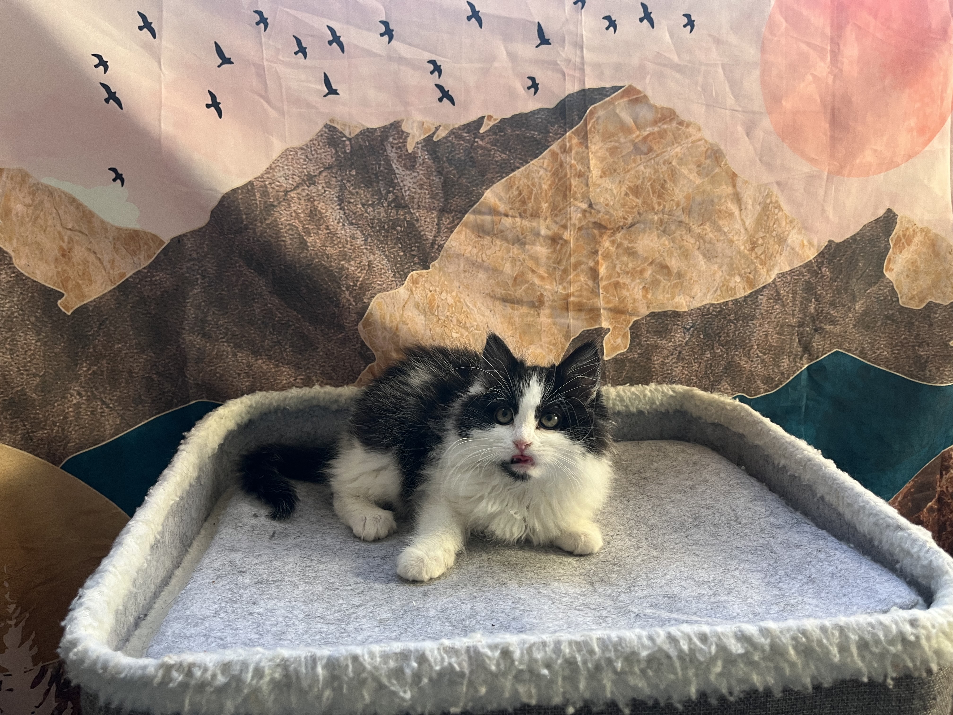 Picture of the Animal Listed