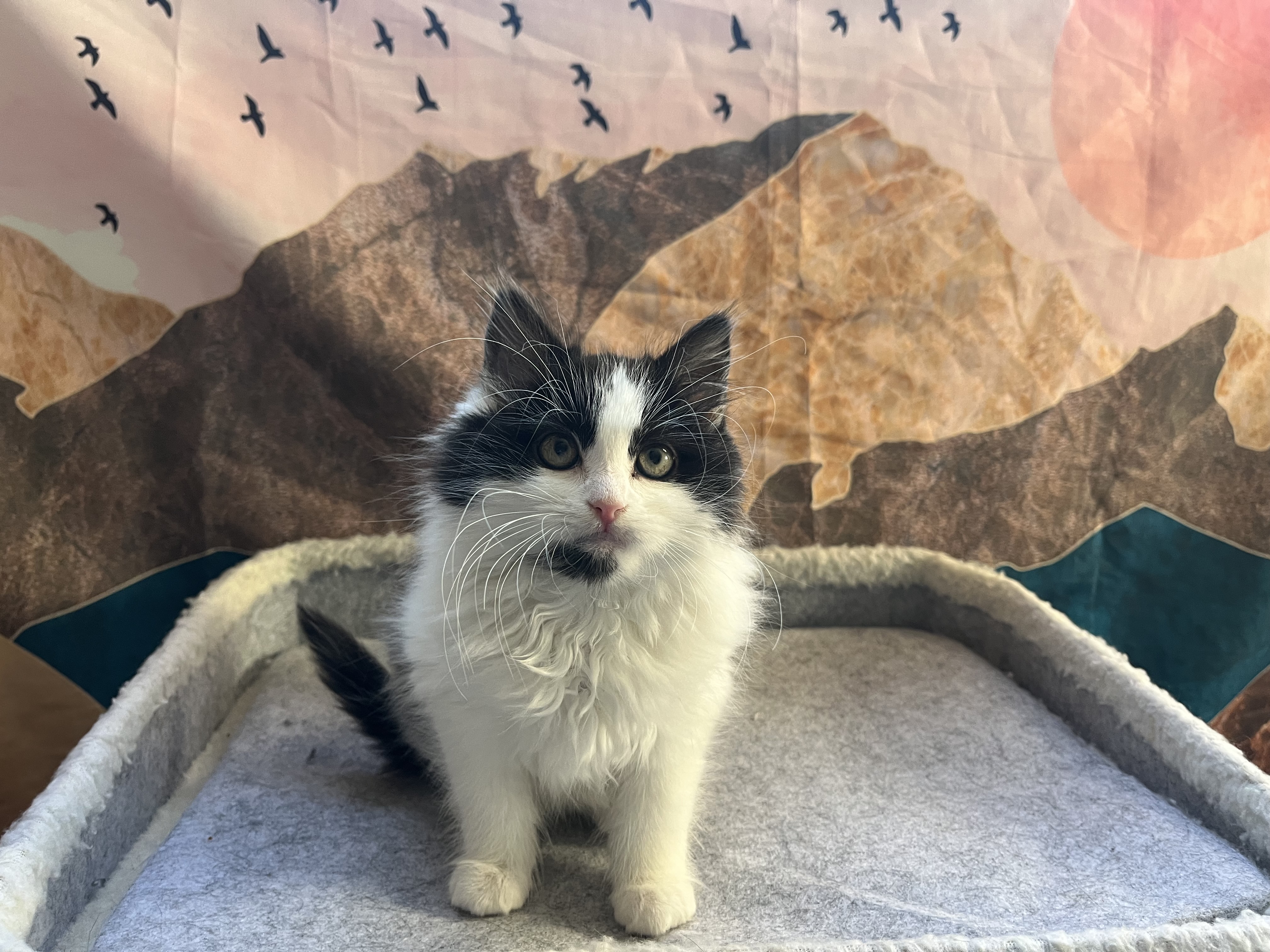 Picture of the Animal Listed