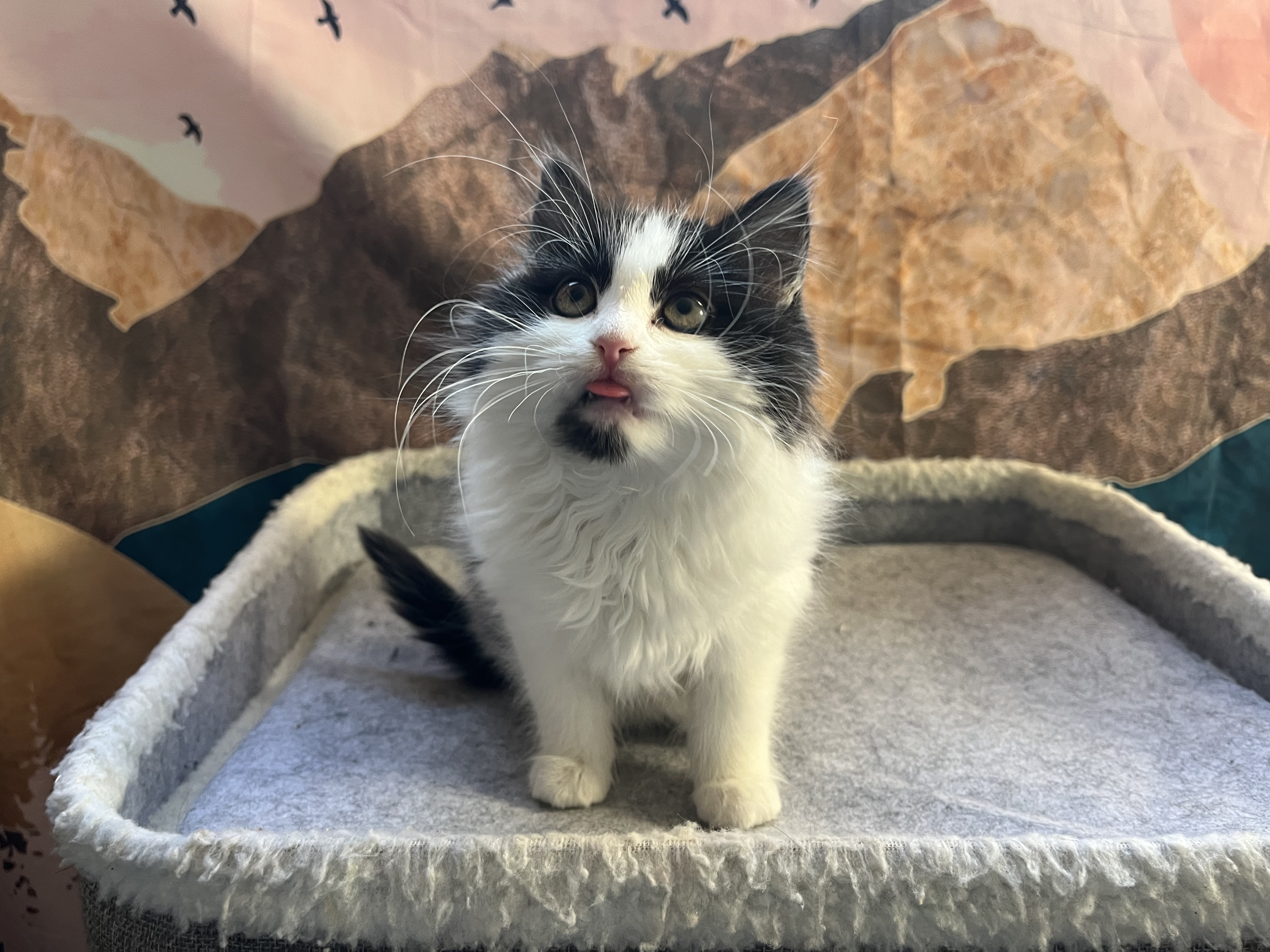 Picture of the Animal Listed