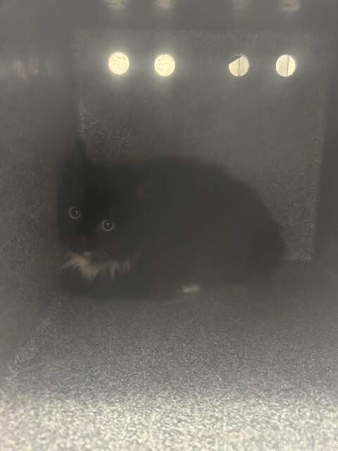 Picture of the Animal Listed