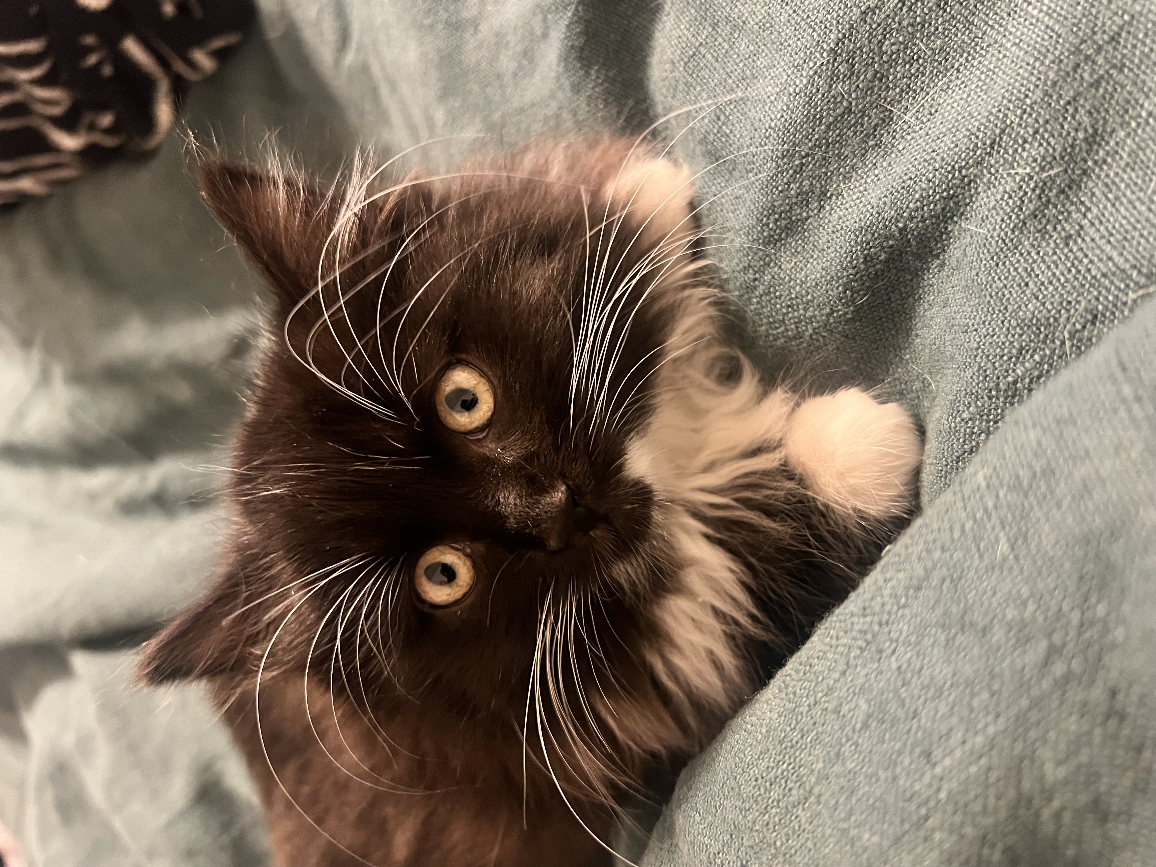 Picture of the Animal Listed