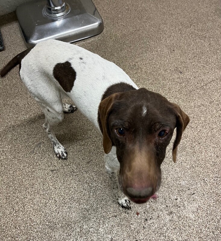 Picture of the Animal Listed