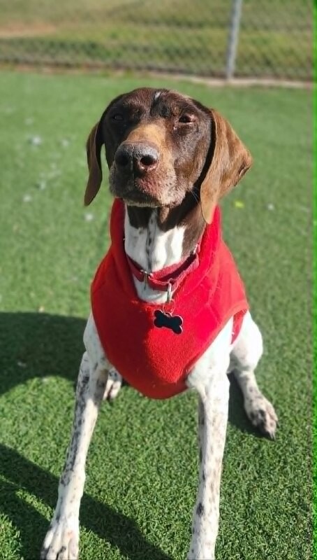 Picture of the Animal Listed