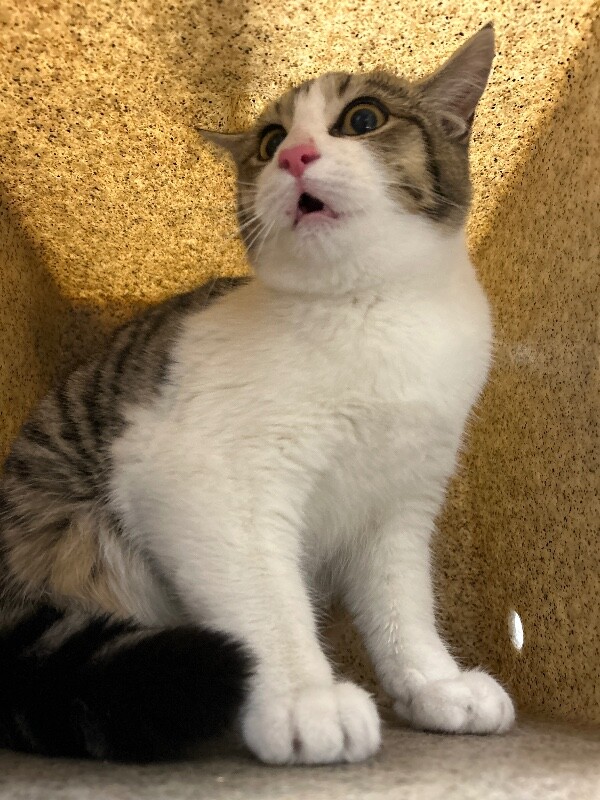 Picture of the Animal Listed