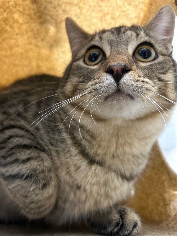 Picture of the Animal Listed