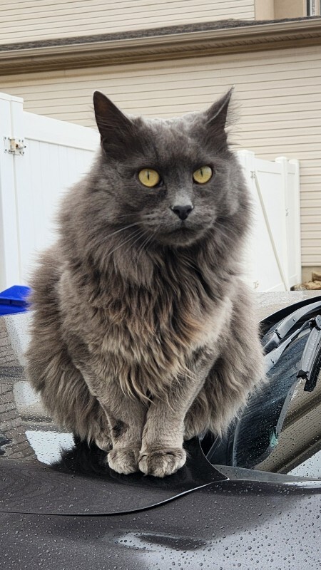 Picture of the Animal Listed