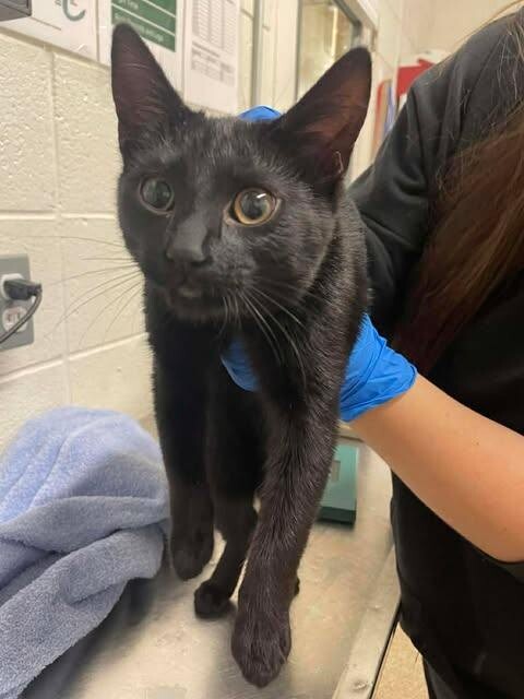 Picture of the Animal Listed