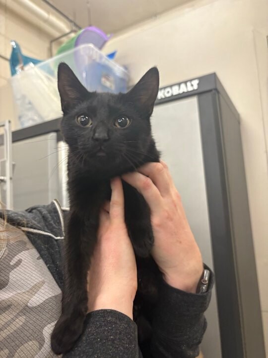 Picture of the Animal Listed