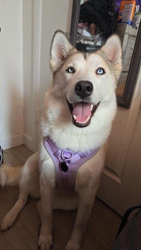 Picture of the Animal Listed