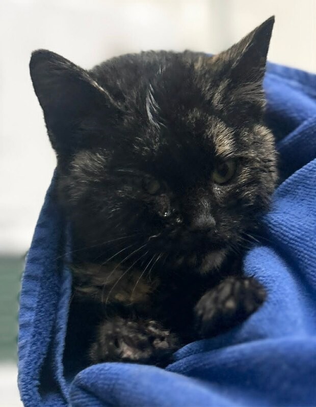 Picture of the Animal Listed