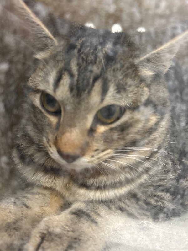 Picture of the Animal Listed