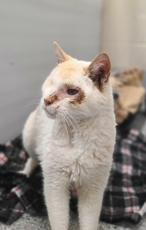 Picture of the Animal Listed