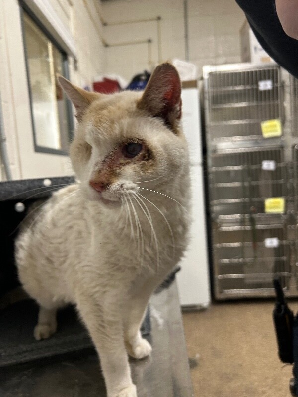 Picture of the Animal Listed