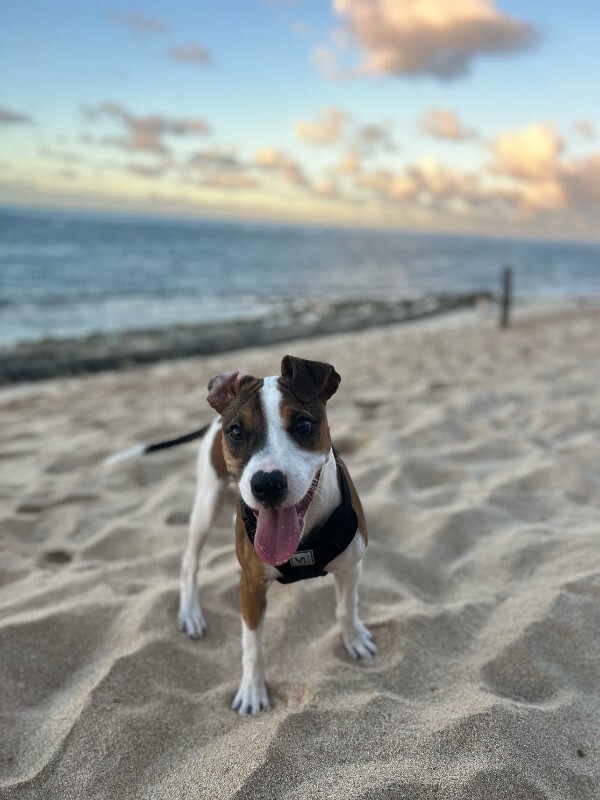 Picture of the Animal Listed