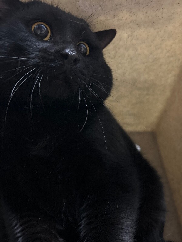 Picture of the Animal Listed