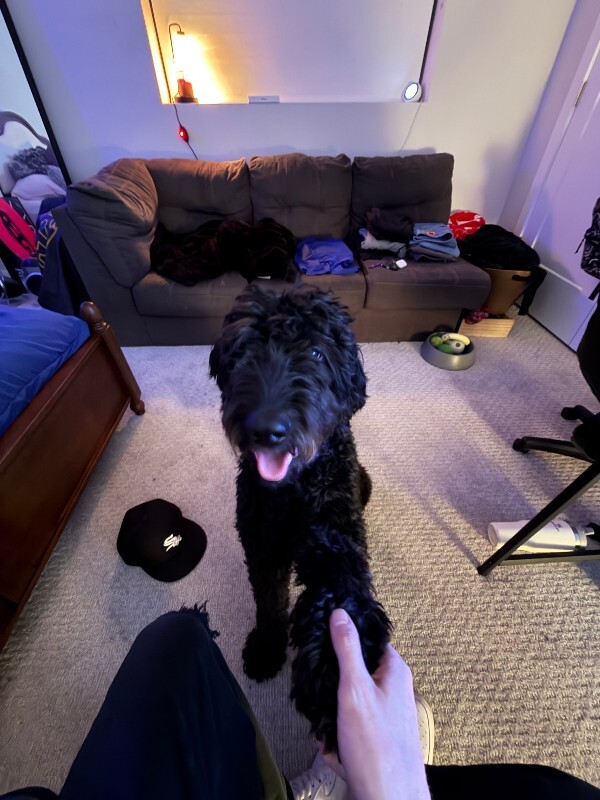 Picture of the Animal Listed