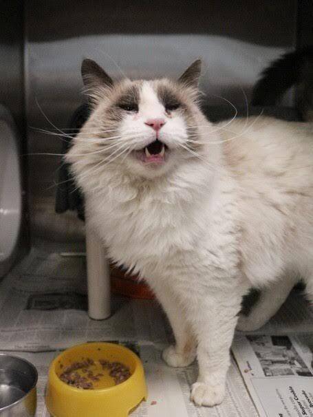 Picture of the Animal Listed