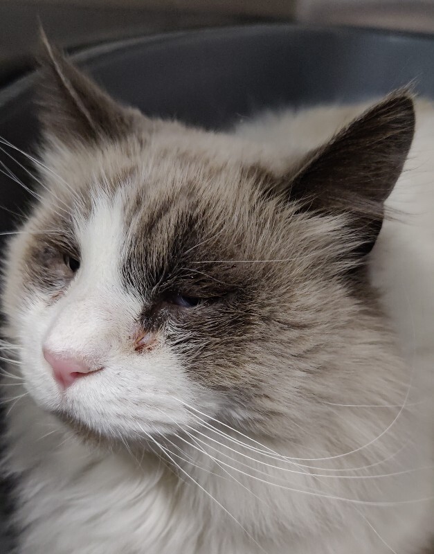 Picture of the Animal Listed