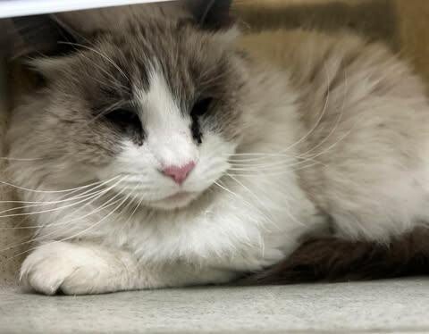 Picture of the Animal Listed