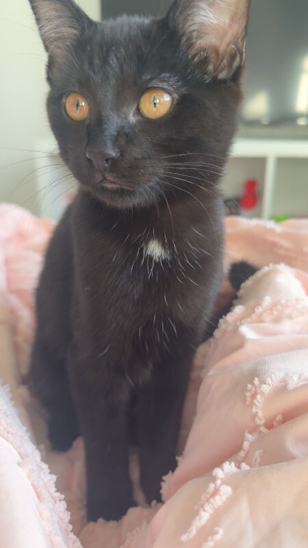 Picture of the Animal Listed