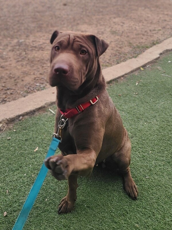 Picture of the Animal Listed