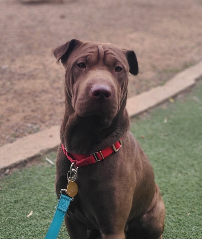 Picture of the Animal Listed