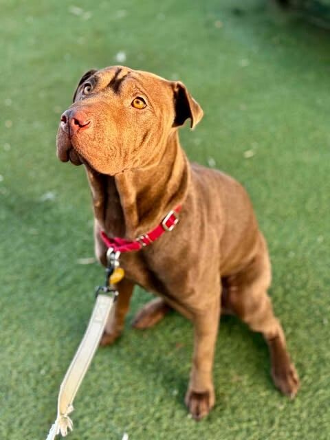 Picture of the Animal Listed