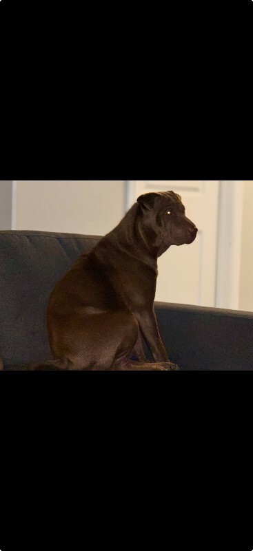 Picture of the Animal Listed