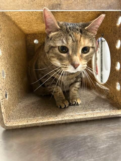 Picture of the Animal Listed