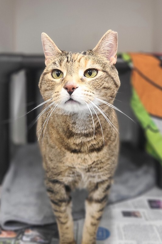 Picture of the Animal Listed