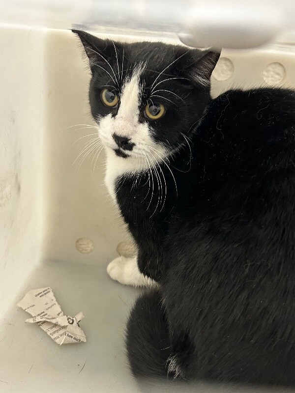 Picture of the Animal Listed