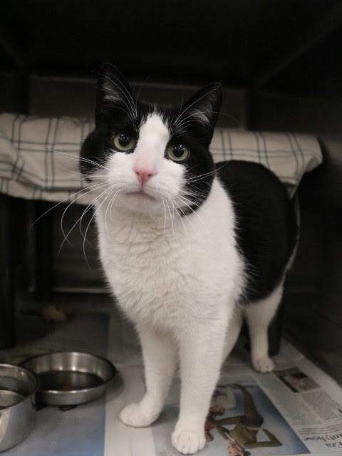 Picture of the Animal Listed