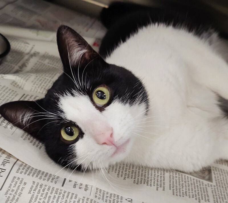 Picture of the Animal Listed